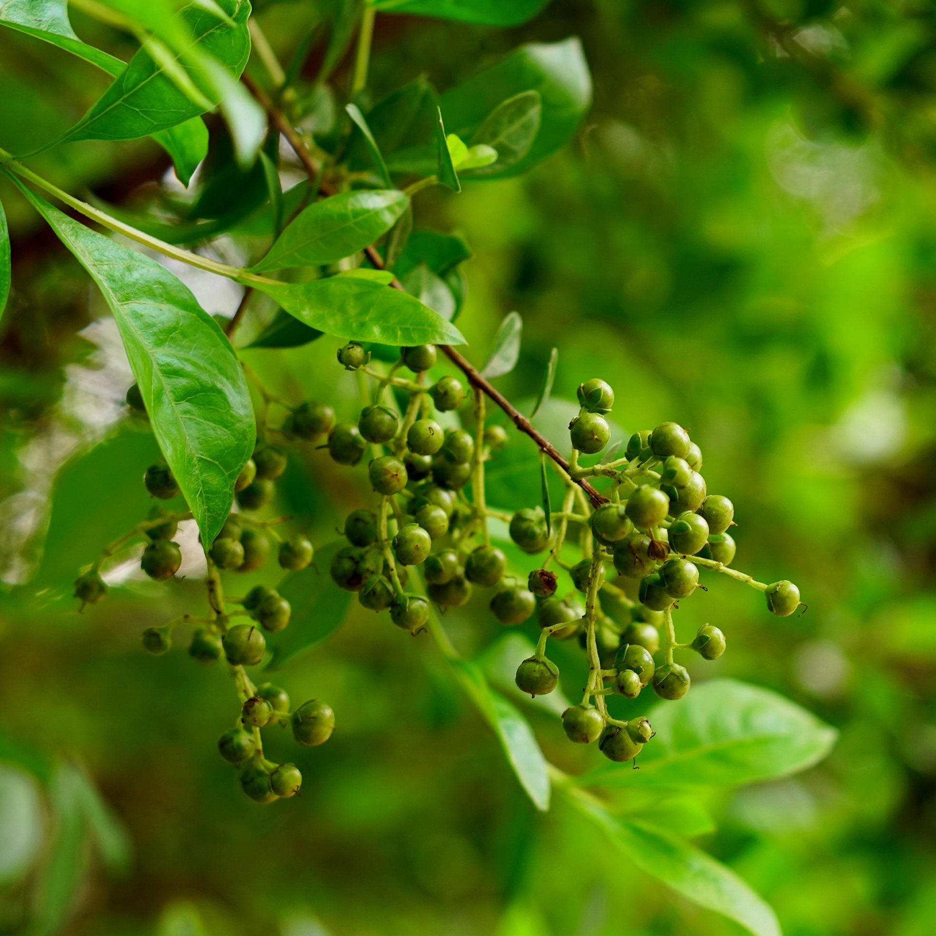 レイチェル★【ナチュラルブラック】ヘナ入り毛染め インディカ レイチェル様専用☆【ナチュラルブラック】ヘナ入り毛染め