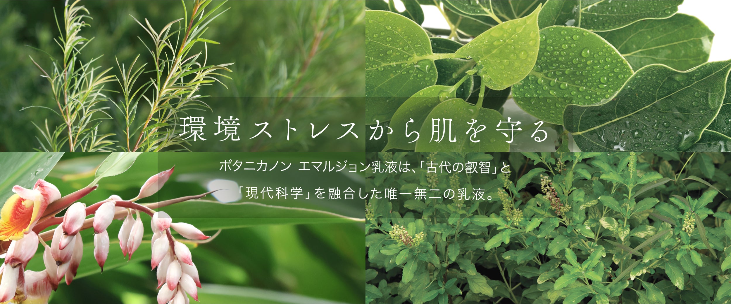 エマルジョン(乳液)【8月上旬入荷予定】