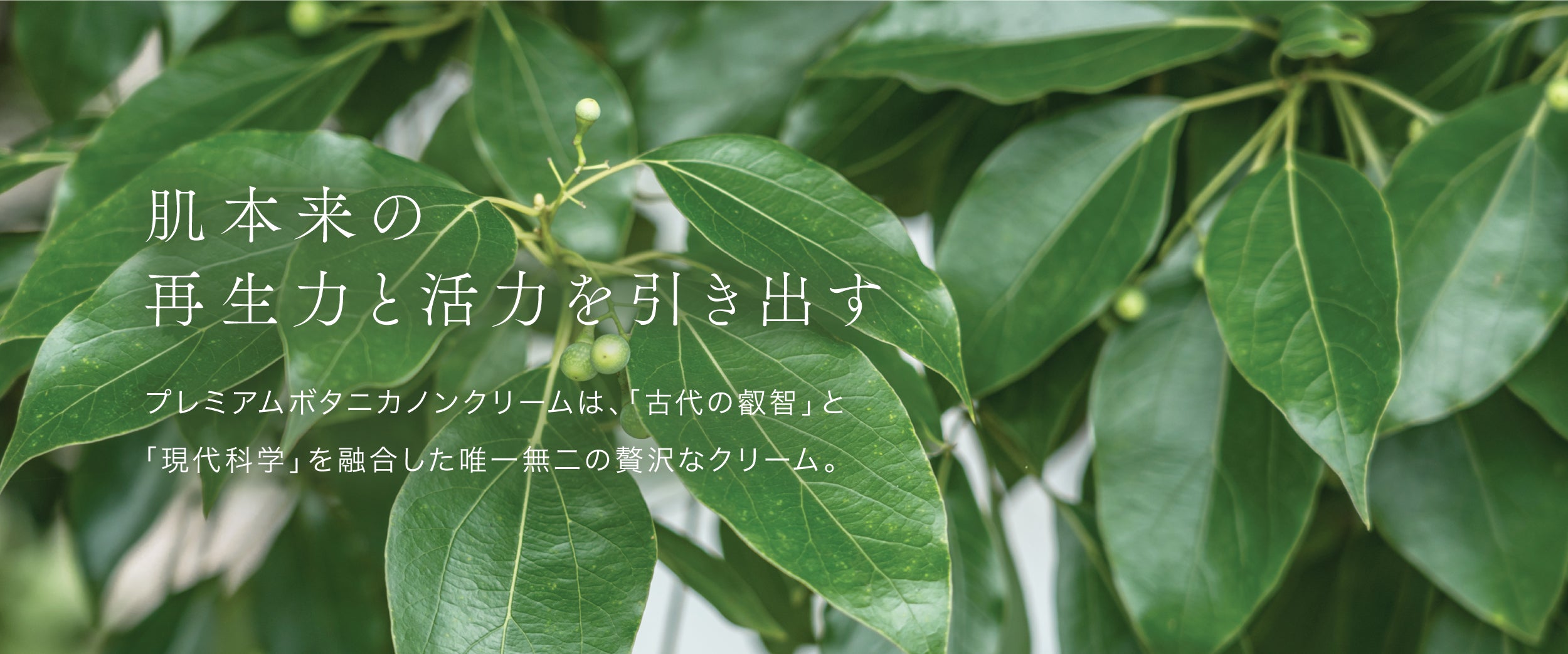 プレミアム ボタニカノン クリーム