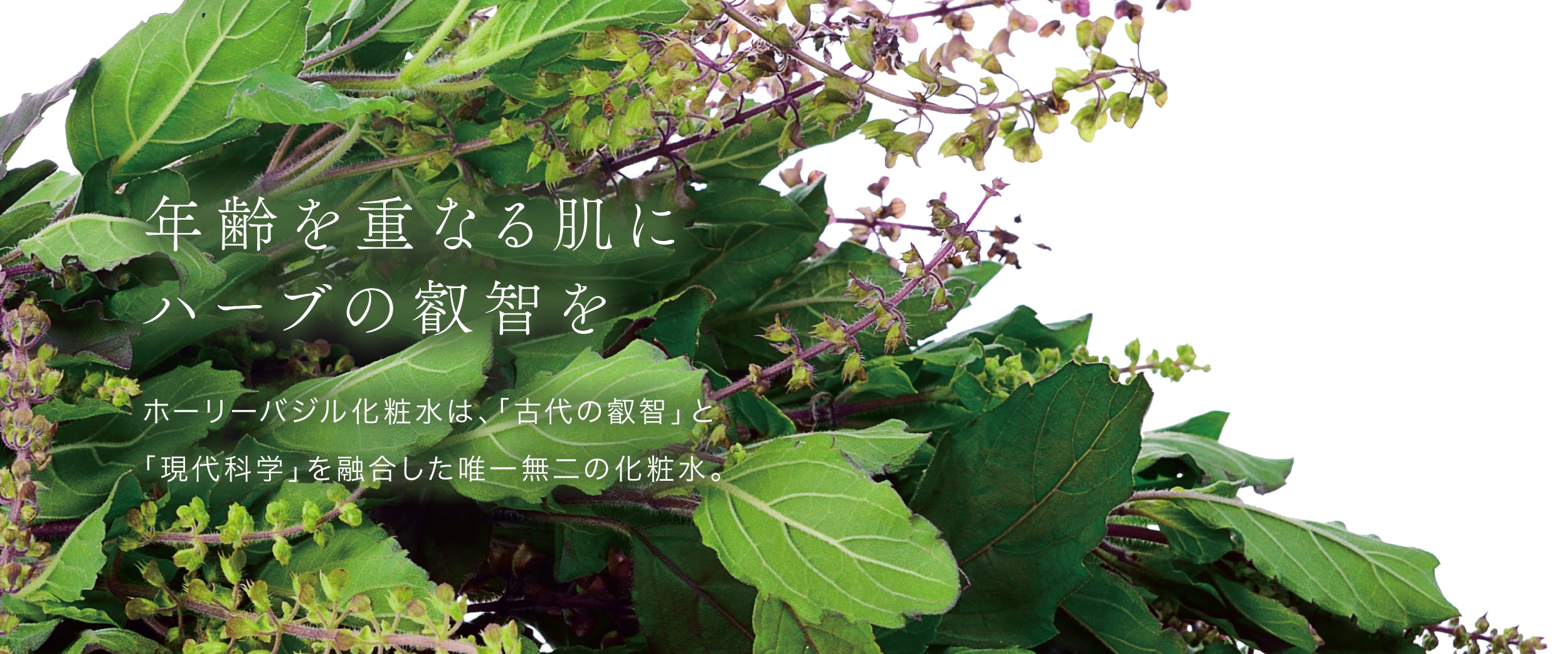 ホーリーバジル化粧水