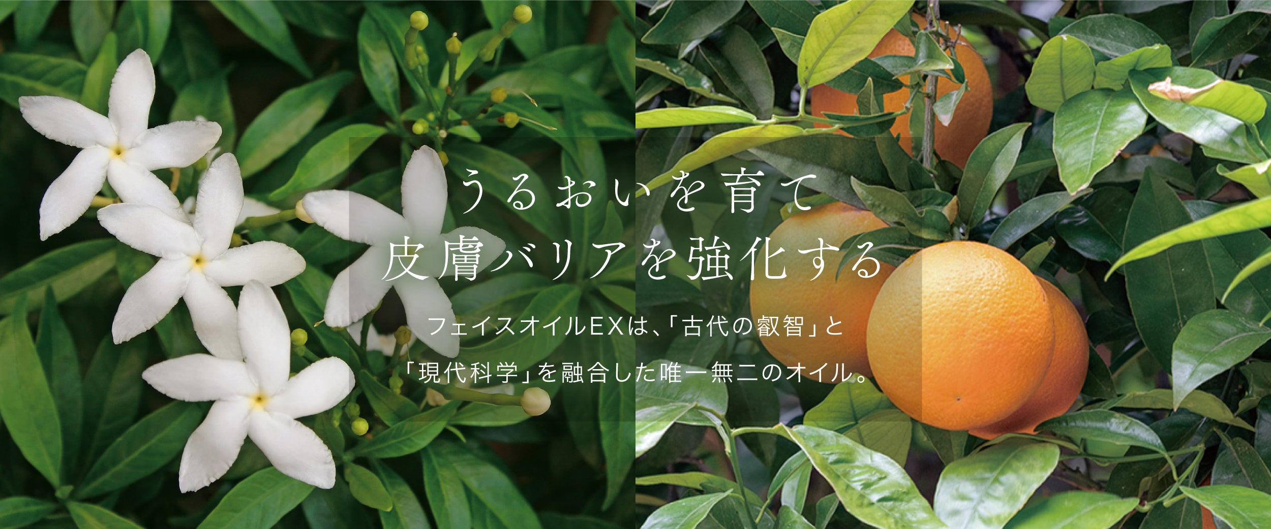 フェイスオイルEX