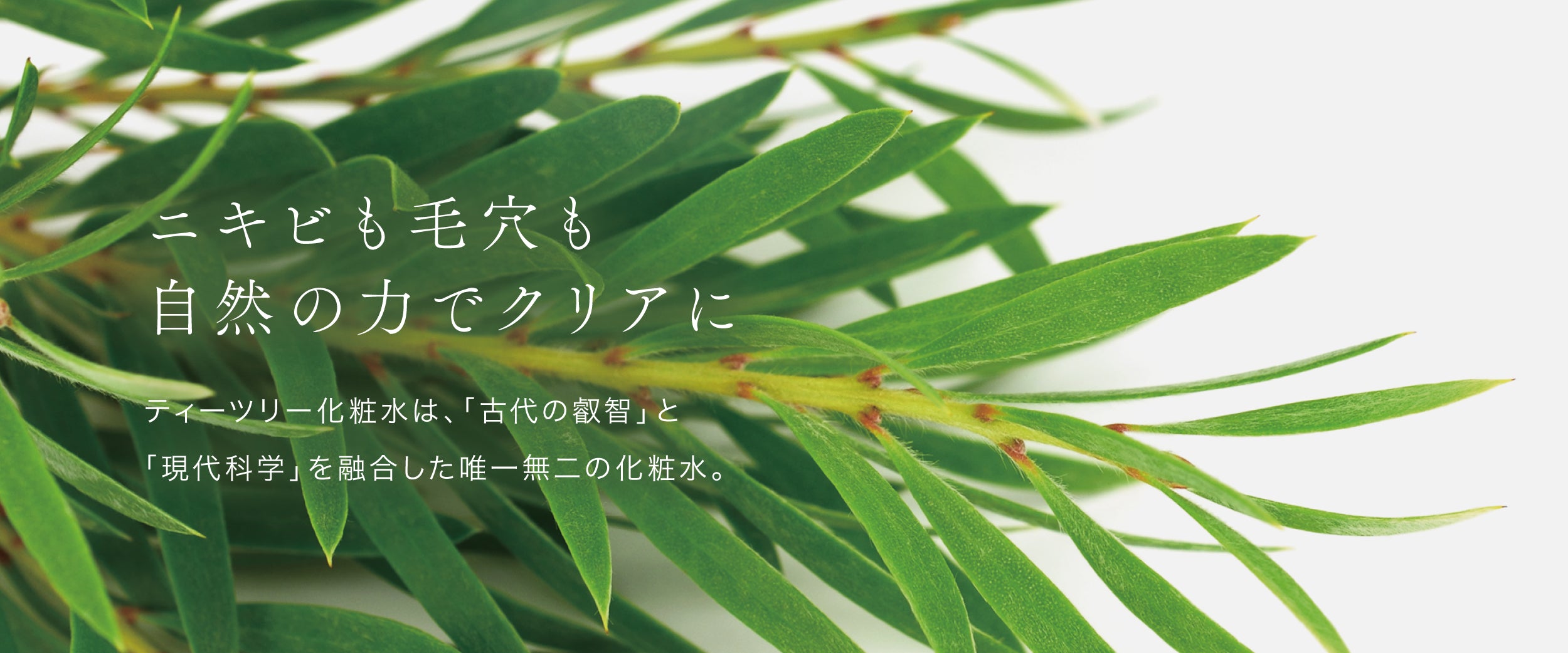 ティーツリー化粧水