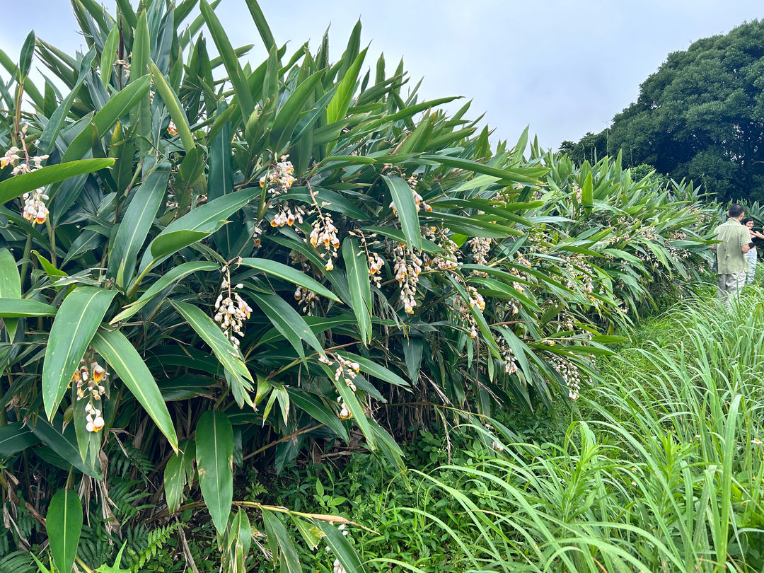 プレミアムボタニカルエッセンス｜ボタニカノン 公式オンライン